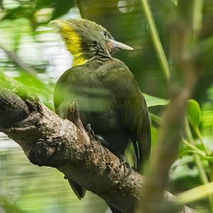 Greater yellow-naped woodpecker
