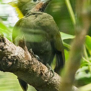 Greater yellow-naped woodpecker