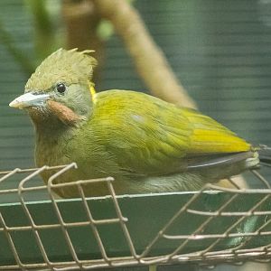 Greater yellow-naped woodpecker