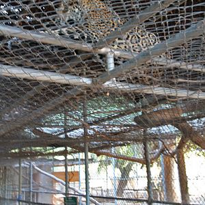 Jaguar cage