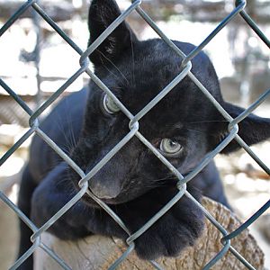 Jaguar cub