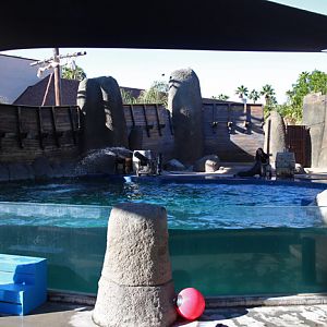 Sea lion show