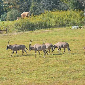 Watani Grasslands Reserve - Fringe-eared Oryx and Calf