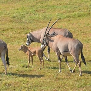 Watani Grasslands Reserve - Fringe-eared Oryx and Calf