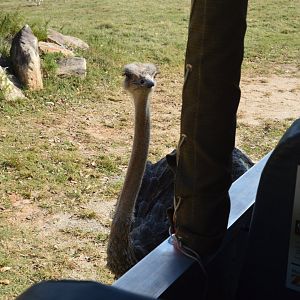 Watani Grasslands Reserve - Ostrich
