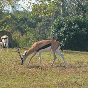 Watani Grasslands Reserve - Thompson's Gazelle