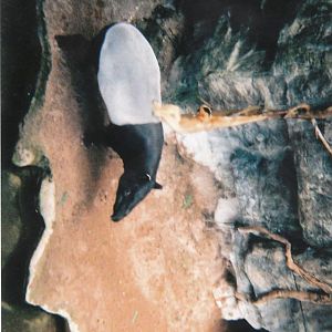 Malayan Tapir