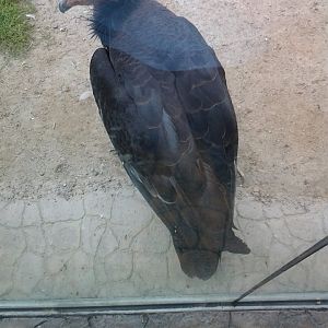 California Condor