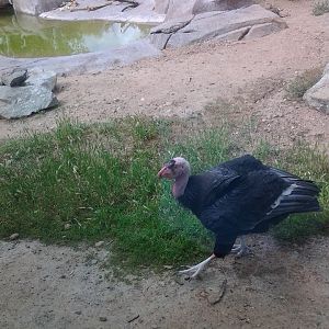 California Condor