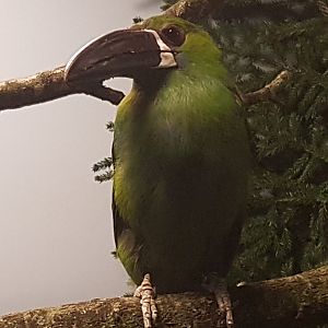 Crimson-rumped toucanet - Aulacorhynchus  haematopygus