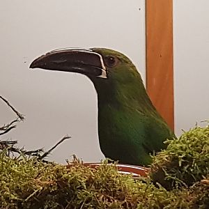 Crimson-rumped toucanet - Aulacorhynchus haematopygus