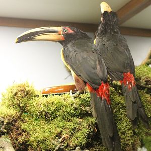 Pale-billed aracari - Pteroglossus erythropygius