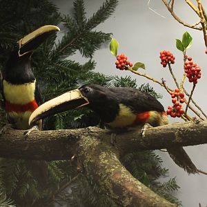 Black-necked aracari - Pteroglossus aracari