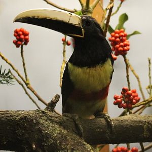 Black-necked aracari - Pteroglossus aracari