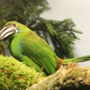 Crimson-rumped toucanet - Aulacorhynchus haematopygus