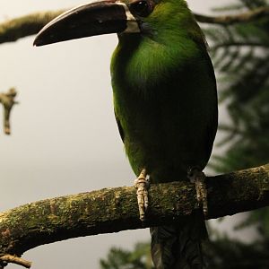 rimson-rumped toucanet - Aulacorhynchus haematopygus