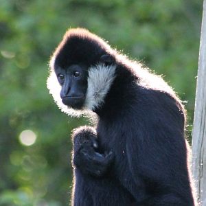 White-cheeked gibbon
