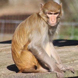 IMG_9816 Rhesus monkey