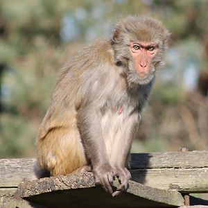 Rhesus monkey