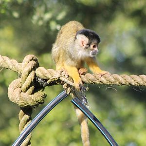 Squirrel monkey