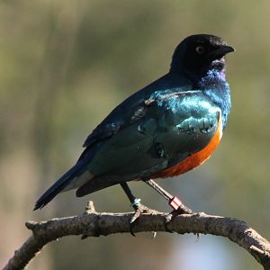 Superb starling