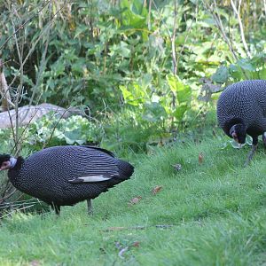 Kenya crested guineafowl