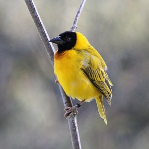 Black-headed weaver
