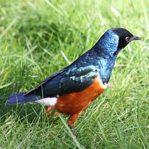 Superb starling