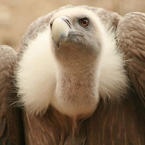 Griffon Vulture
