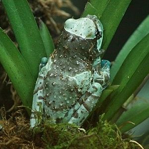 Amazon Milk Frog
