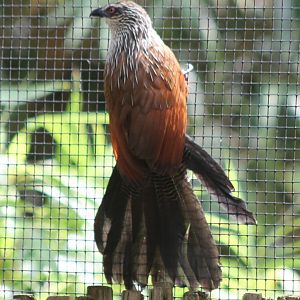 White-browed Coucal