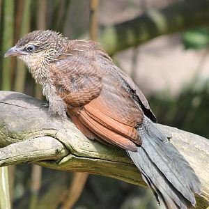 Young White-browed coucal