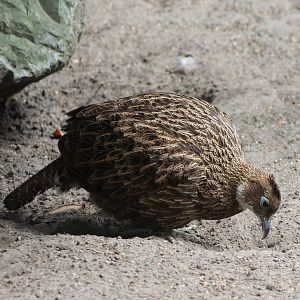 Female Himalayan monal