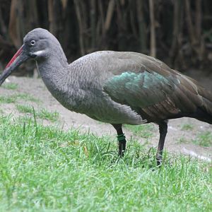 Hadada ibis