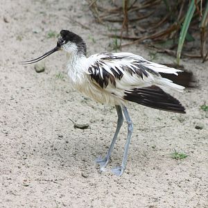 Pied avocet