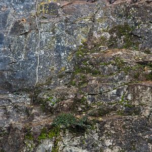 West Caucasian tur : Paignton : 17 Oct 2016