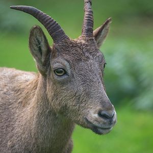 West Caucasian tur : Paignton : 17 Oct 2016