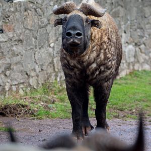 Mishmi takin : Paignton : 17 Oct 2016