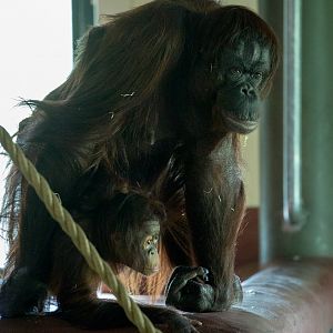 Bornean orangutan : Paignton : 17 Oct 2016