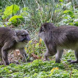 Allen's swamp monkey : Paignton : 17 Oct 2016