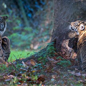 Sumatran tiger : Paignton : 17 Oct 2016