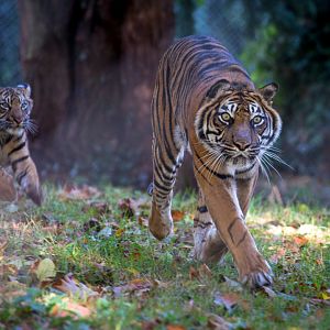 Sumatran tiger : Paignton : 17 Oct 2016