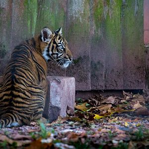 Sumatran tiger : Paignton : 17 Oct 2016