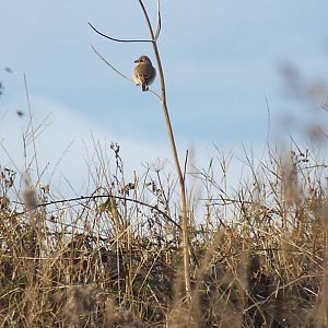 Daurian Shrike (Lanius isabellinus isabellinus) at The Leas, South Shields (29/10/2016)