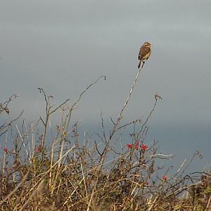 Daurian Shrike (Lanius isabellinus isabellinus) at The Leas, South Shields (29/10/2016)