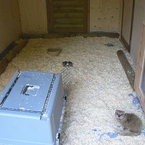Yellow Mongoose Enclosure - 25 October 2016, Askham Bryan Wildlife and Conservation Park
