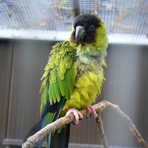 Nanday Conure - 25 October 2016, Askham Bryan Wildlife and Conservation Park