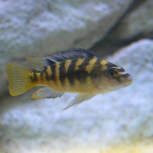 Malawi Cichlid Sp. - 25 October 2016, Askham Bryan Wildlife and Conservation Park