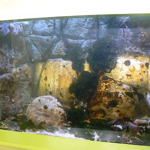 British Rockpool Aquarium - 25 October 2016, Askham Bryan Wildlife and Conservation Park