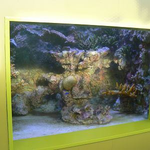 Reef Aquarium - 25 October 2016, Askham Bryan Wildlife and Conservation Park